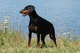 DOBERMANN 1039